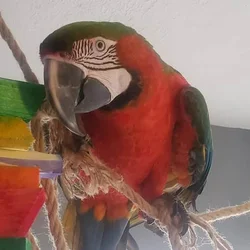 Harlequin Macaw for Sale