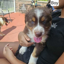 Aussie pups