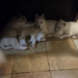 Husky puppies for sale
