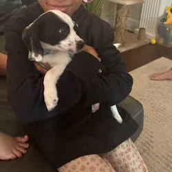 Sweet 4-Month-Old Puppy Looking for a Loving Home