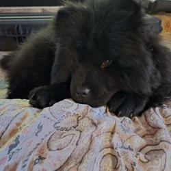 Chow chow