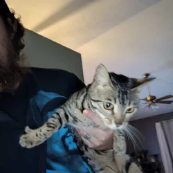 Bengal