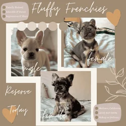 Fluffy French Bulldog