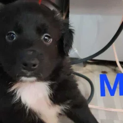 Border mini aussie mix