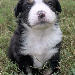 Mini Australian Shepherds