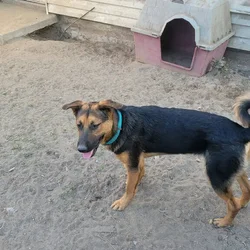 German Shepherd/Korean Jindo Mix Puppies