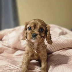 Akc Cavalier King Charles Spaniel