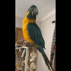 Blue throated Macaw