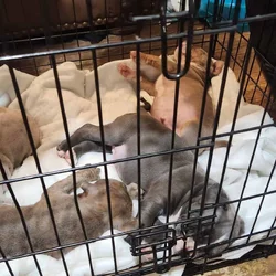Purple Lilan Merle Bullies for sale