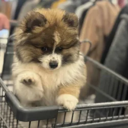 Pomeranian
