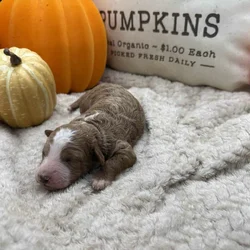 Male F1 B mini Goldendoodle