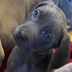 Beautiful Blue & Silver Weimaraner Puppies