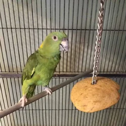 Yellow naped amazon