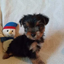 AKC registered male Yorkshire terrier puppy
