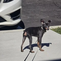 MINI DOBERMAN BLUE