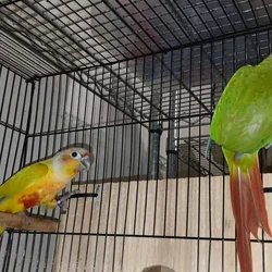 Breeding Birds