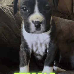 Boxer Pups