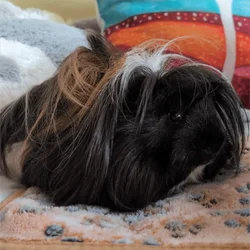male guinea pig