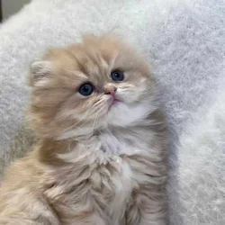 Sale for kitten cat