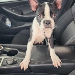 Boston terrier