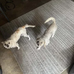 Terrier mix