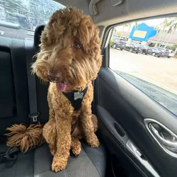Beautiful and calm goldendoodle
