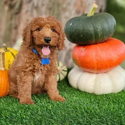 Dawson-Mini Poodle