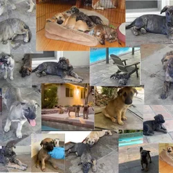 Mountain Kerr / German shepherd mix Puppies