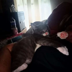 Pebbles the cat. so cool.