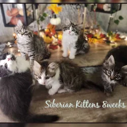 Siberian Kittens 8weeks