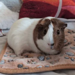 Male short haired guinea pig