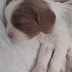 Angel babyface Cavalier King Charles Spaniel Sunny