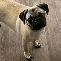 Nate Dawg the Pug