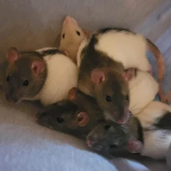 Socialized Fancy Rats