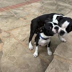 Boston Terrier Puppies - 2 female - 10 weeks old