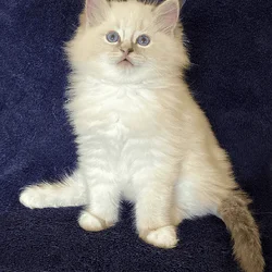 Foxglove- Beautiful Ragdoll Boy