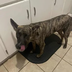 Free dog