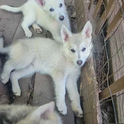 Shepski puppies