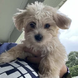 Morkiechon Puppies