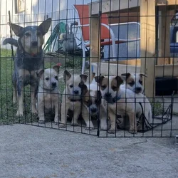 red heeler pups