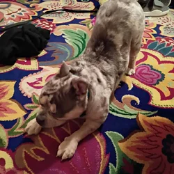 Miniature Merle bully