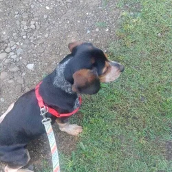 Pure bred beagle with papers.2 year's old