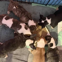 Puppies