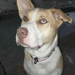 Playful, Loving & Sweet Husky Mix