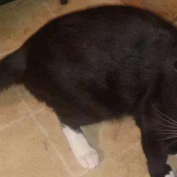 3 cats need rehomed