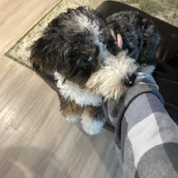 Lainey: Pure-bred Mini Bernedoodle Puppy