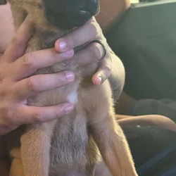 GSD Mix Puppies