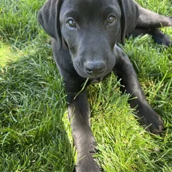 AKC Registered Black Lab