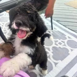 16 week female Bernedoodle