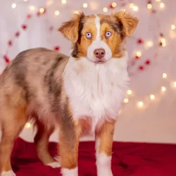 Red Merle Female